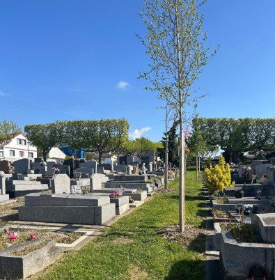 jeunes arbres dans allée cimetière 