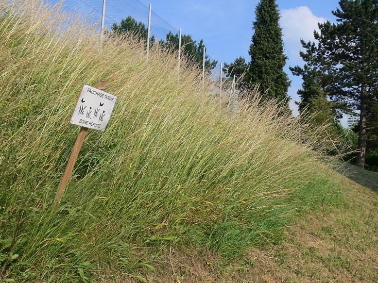 Fauchage tardif, zone refuge